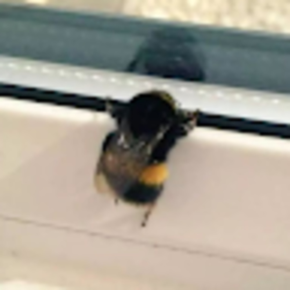 Meet your Posher, Bee